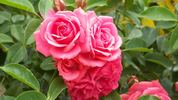 Hi Ho rose photo