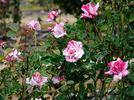 Striped Queen rose photo