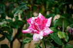 Striped Queen rose photo