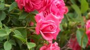 Hi Ho rose photo