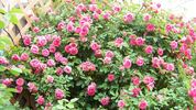 Hi Ho rose photo