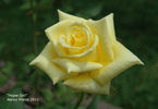Hopie Girl rose photo