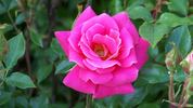Adam's Smile™ rose photo