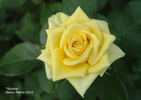 Skyline rose photo