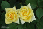 Aunt Gerry rose photo