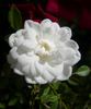 Misty Dawn rose photo