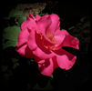Hot Salsa! rose photo