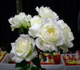 SunQueen rose photo