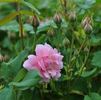 Mistress Quickly rose photo