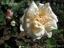 La Sylphide rose photo