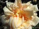 Madame Charles rose photo