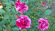 Love And Peace rose photo