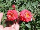 1-72-1DLFED7 rose photo