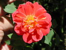 1-72-1DLFED7 rose photo