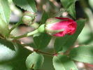 1-72-1DLFED7 rose photo