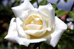 Belle Blanche rose photo