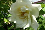 Belle Blanche rose photo