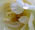 Belle Blanche rose photo