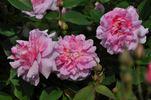 Mistress Quickly rose photo