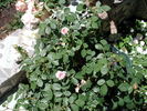 The Dahlia Rose rose photo