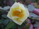 1-72-1DLFED8 rose photo