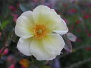 1-72-1DLFED8 rose photo