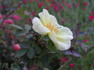 1-72-1DLFED8 rose photo