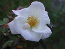 1-72-1DLFED8 rose photo