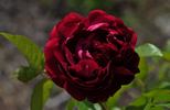 Four Inch Heels rose photo