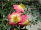 1-72-1DLFED6 rose photo