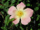 1-72-1DLFED5 rose photo