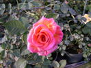 Coat Of Menny Colors rose photo