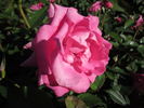 Urara rose photo