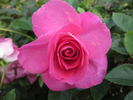 Urara rose photo