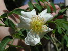 0-47-19DLFED rose photo