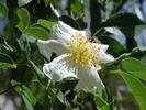 0-47-19DLFED rose photo