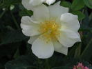 1-72-1DLFED8 rose photo