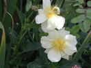 1-72-1DLFED8 rose photo
