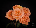 Cinnamon Delight ™ rose photo