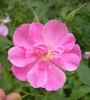<i>Rosa palustris scandens</i> rose photo