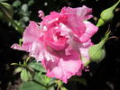 Arc-en-Ciel rose photo