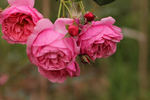Lady Angela rose photo