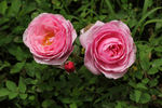 Lady Angela rose photo