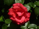 Crêpe de Chine rose photo