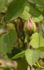 Hamadan rose photo