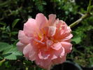 1-72-1DLFED4 rose photo