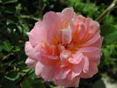 1-72-1DLFED4 rose photo