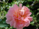 1-72-1DLFED4 rose photo