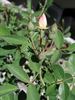 0-47-19DLFED rose photo
