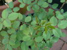 Hamadan rose photo